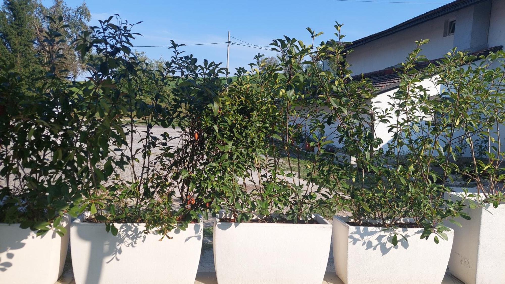 Kod Ane Apartment Belavici Екстериор снимка